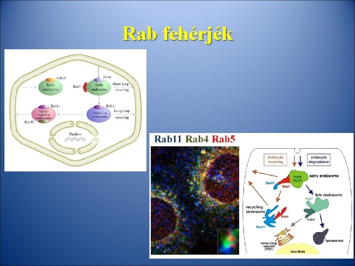 Rab fehérjék kihorgonyozás dokkolás fúzió 