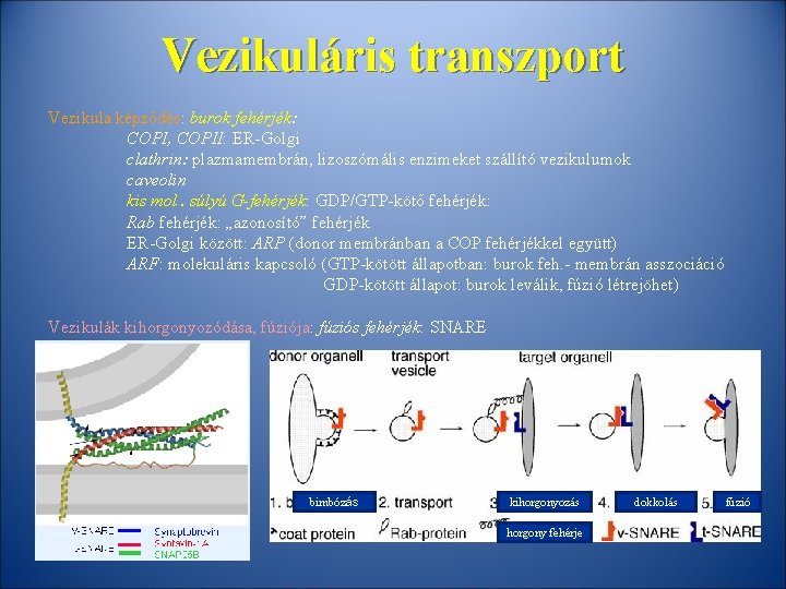 Vezikuláris transzport Vezikula képződés: burok fehérjék: COPI, COPII: ER-Golgi clathrin: plazmamembrán, lizoszómális enzimeket szállító