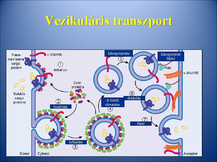 Vezikuláris transzport kihorgonyozás A burok elvesztése bimbózás kihorgonyozó faktor dokkolás fúzió lefűződés 