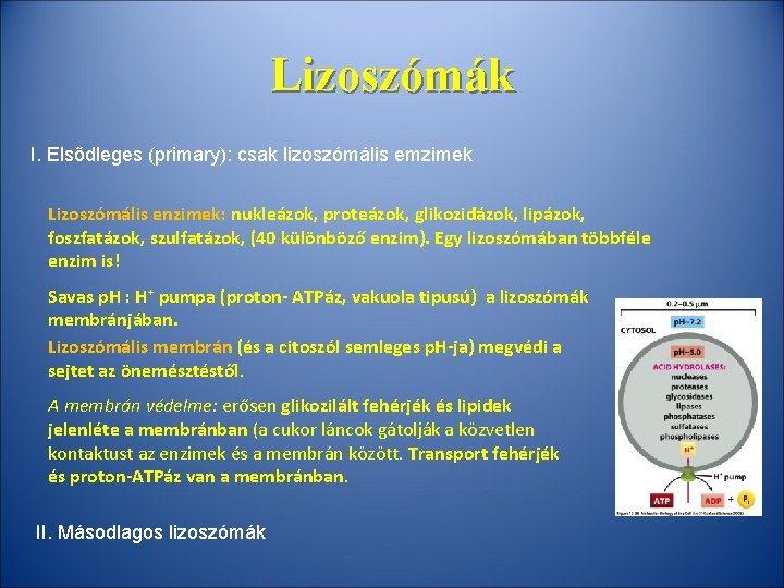 Lizoszómák I. Elsődleges (primary): csak lizoszómális emzimek Lizoszómális enzimek: nukleázok, proteázok, glikozidázok, lipázok, foszfatázok,