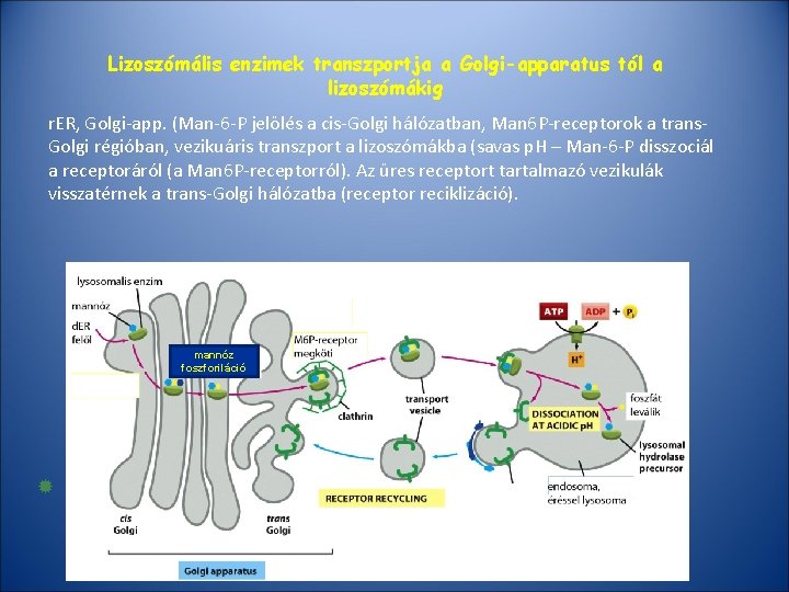 Lizoszómális enzimek transzportja a Golgi-apparatus tól a lizoszómákig r. ER, Golgi-app. (Man-6 -P jelölés