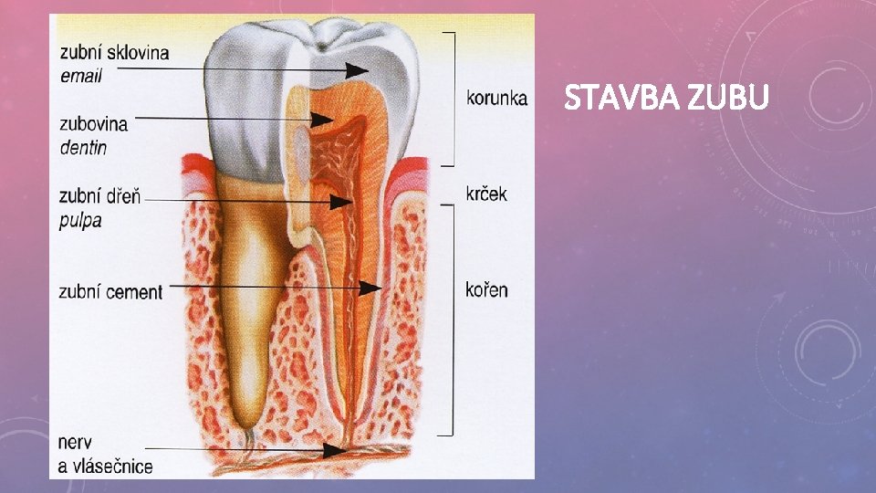 STAVBA ZUBU 