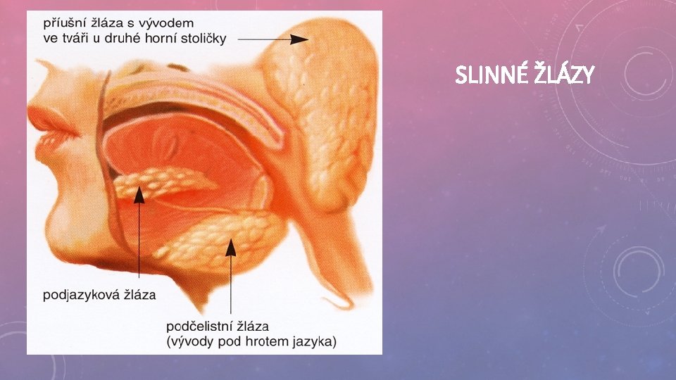 SLINNÉ ŽLÁZY 