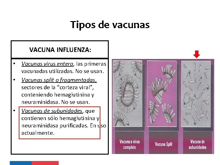 Tipos de vacunas VACUNA INFLUENZA: • Vacunas virus entero, las primeras vacunadas utilizadas. No