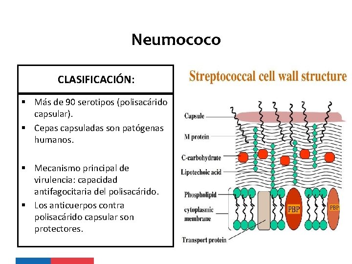 Neumococo CLASIFICACIÓN: § Más de 90 serotipos (polisacárido capsular). § Cepas capsuladas son patógenas