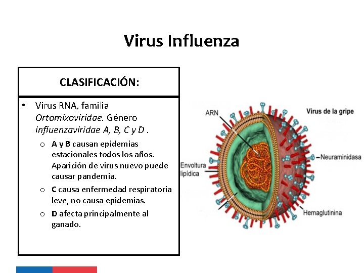 Virus Influenza CLASIFICACIÓN: • Virus RNA, familia Ortomixoviridae. Género influenzaviridae A, B, C y