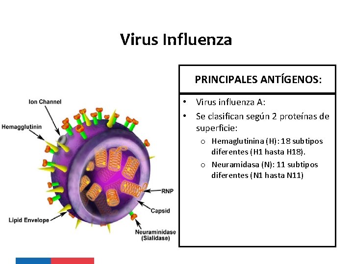 Virus Influenza PRINCIPALES ANTÍGENOS: • Virus influenza A: • Se clasifican según 2 proteínas