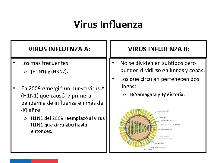 Virus Influenza VIRUS INFLUENZA A: • Los más frecuentes: VIRUS INFLUENZA B: • No