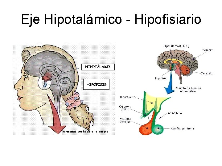 Eje Hipotalámico - Hipofisiario 