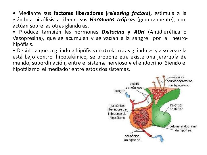  • Mediante sus factores liberadores (releasing factors), estimula a la glándula hipófisis a