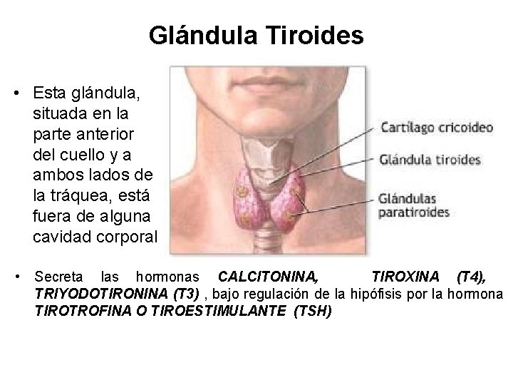 Glándula Tiroides • Esta glándula, situada en la parte anterior del cuello y a