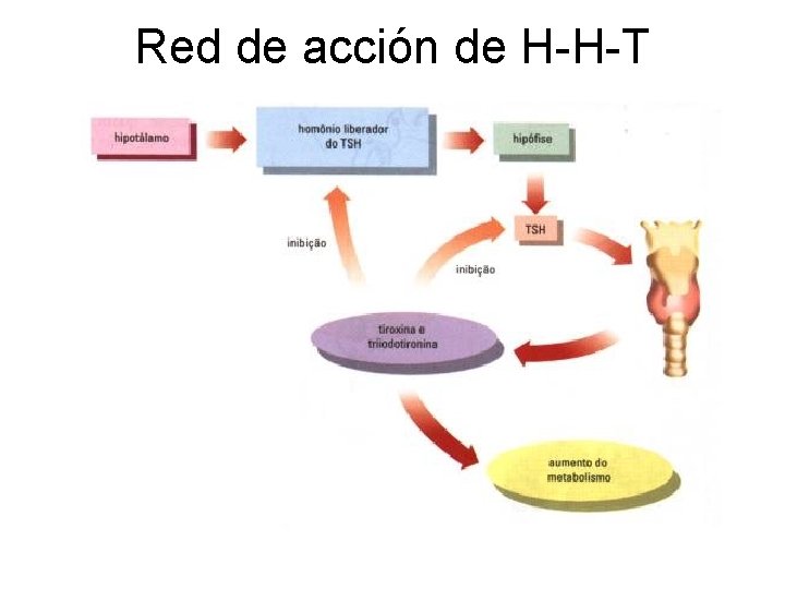 Red de acción de H-H-T 