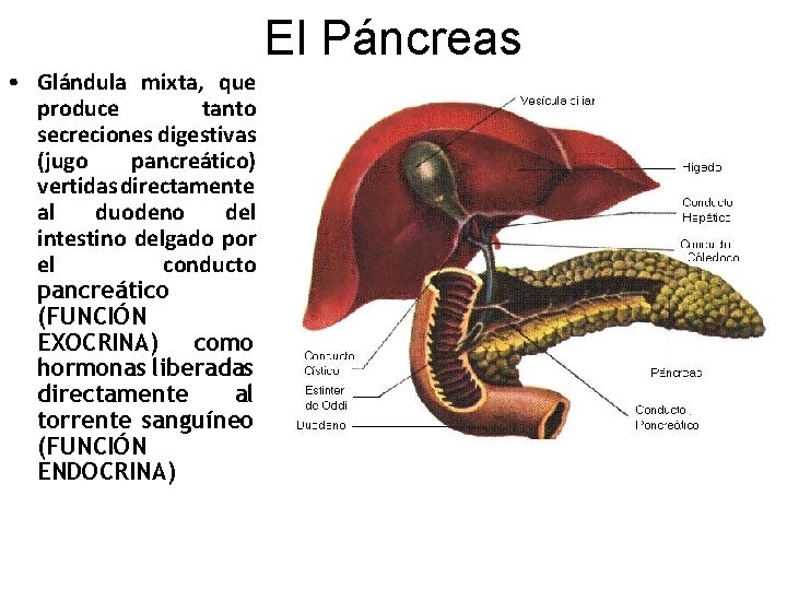 El Páncreas • Glándula mixta, que produce tanto secreciones digestivas (jugo pancreático) vertidas directamente