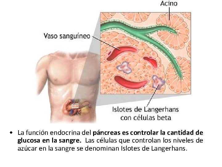  • La función endocrina del páncreas es controlar la cantidad de glucosa en