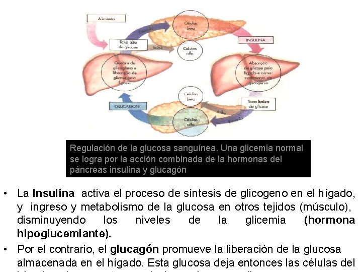 Regulación de la glucosa sanguínea. Una glicemia normal se logra por la acción combinada