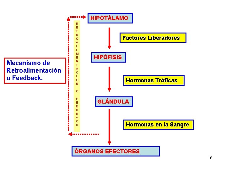 HIPOTÁLAMO Mecanismo de Retroalimentación o Feedback. R E T R O A L I