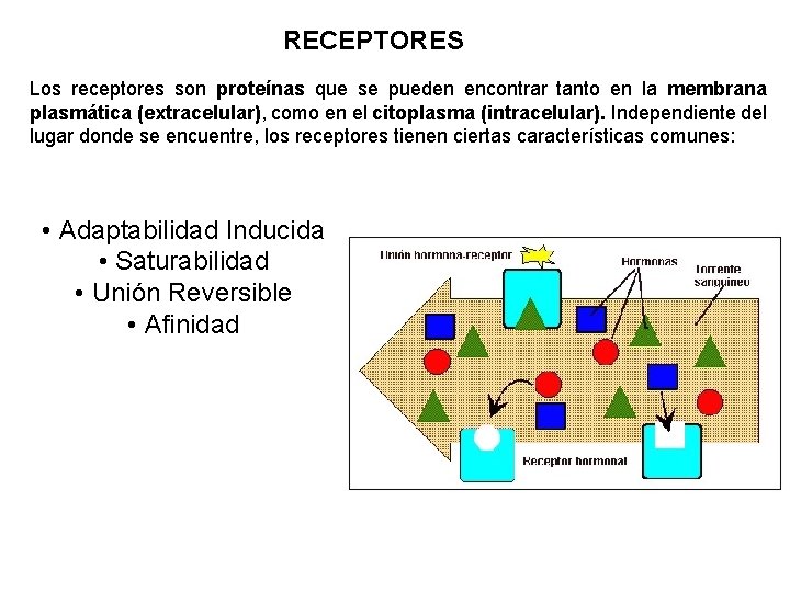 RECEPTORES Los receptores son proteínas que se pueden encontrar tanto en la membrana plasmática