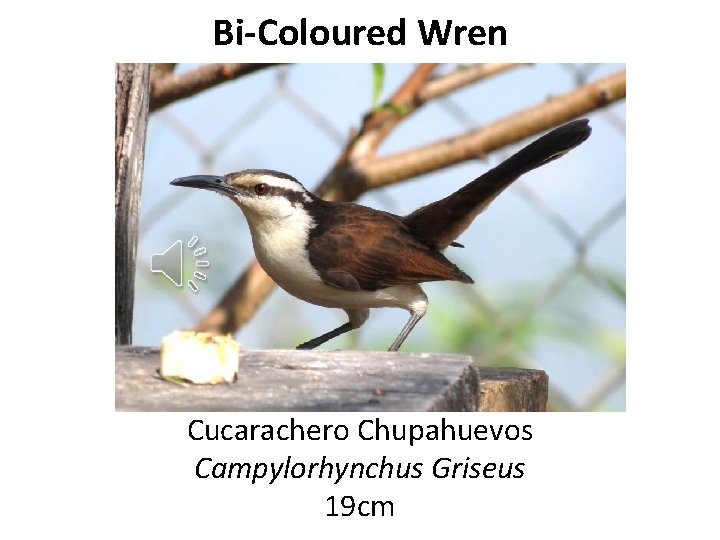 Bi-Coloured Wren Cucarachero Chupahuevos Campylorhynchus Griseus 19 cm 