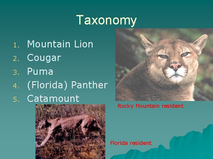 Taxonomy 1. 2. 3. 4. 5. Mountain Lion Cougar Puma (Florida) Panther Catamount Rocky