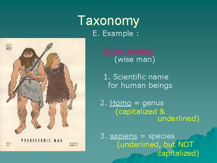 Taxonomy E. Example : Homo sapiens (wise man) 1. Scientific name for human beings