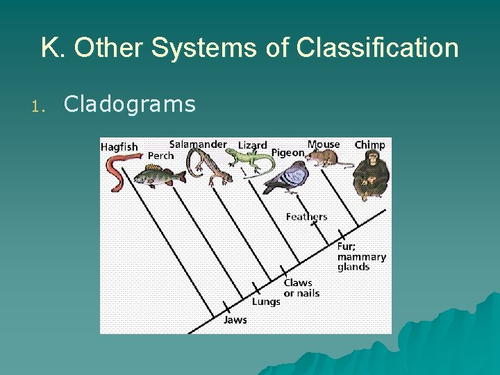 K. Other Systems of Classification 1. Cladograms 