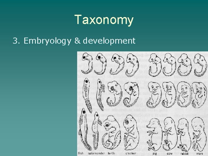 Taxonomy 3. Embryology & development 