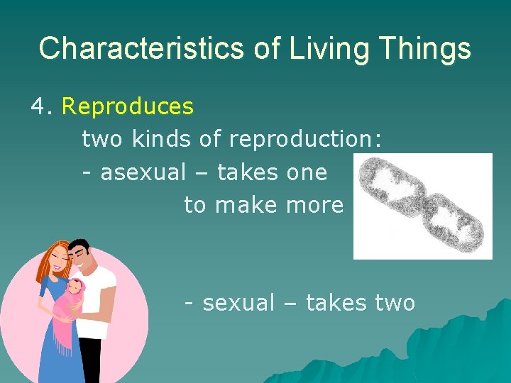 Characteristics of Living Things 4. Reproduces two kinds of reproduction: - asexual – takes