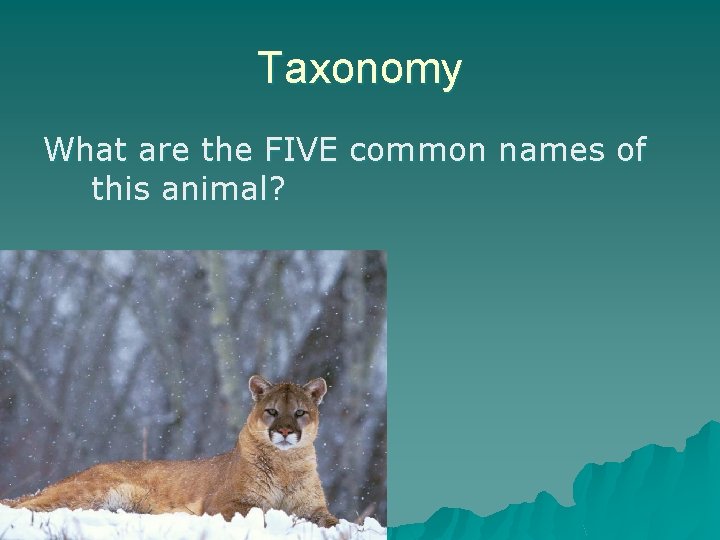 Taxonomy What are the FIVE common names of this animal? 