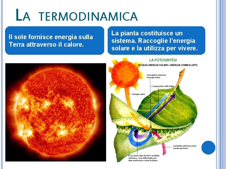 LA TERMODINAMICA Il sole fornisce energia sulla Terra attraverso il calore. La pianta costituisce