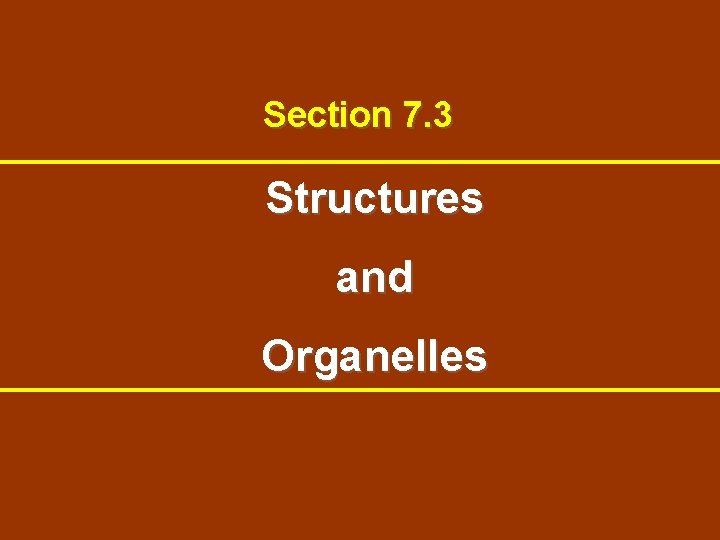 Section 7. 3 Structures and Organelles 