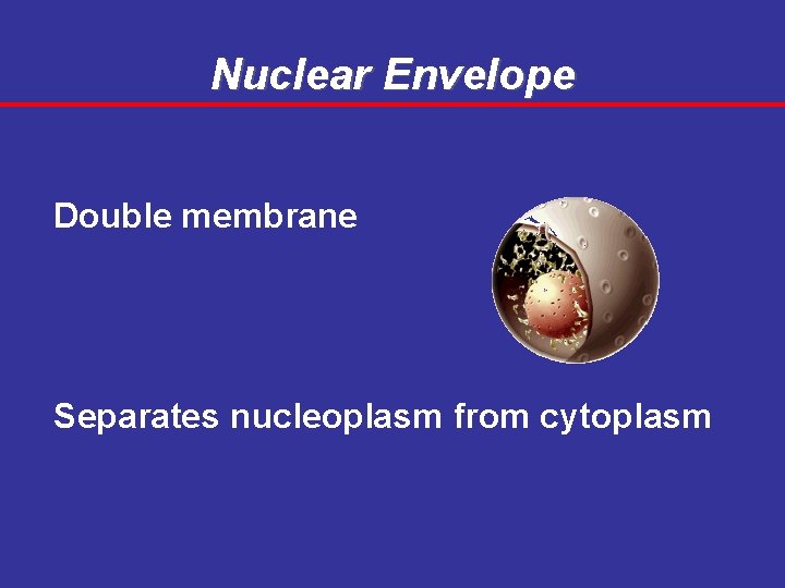 Nuclear Envelope Double membrane Separates nucleoplasm from cytoplasm 