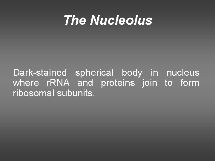 The Nucleolus Dark-stained spherical body in nucleus where r. RNA and proteins join to