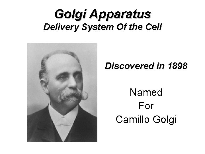 Golgi Apparatus Delivery System Of the Cell Discovered in 1898 Named For Camillo Golgi