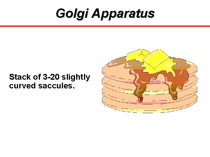 Golgi Apparatus Stack of 3 -20 slightly curved saccules. 