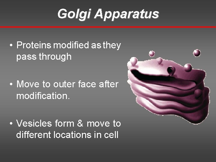 Golgi Apparatus • Proteins modified as they pass through • Move to outer face