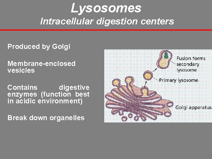 Lysosomes Intracellular digestion centers Produced by Golgi Membrane-enclosed vesicles Contains digestive enzymes (function best