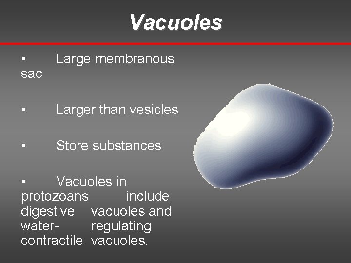 Vacuoles • Large membranous sac • Larger than vesicles • Store substances • Vacuoles