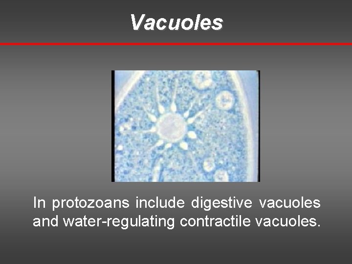 Vacuoles In protozoans include digestive vacuoles and water-regulating contractile vacuoles. 