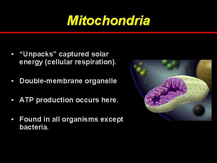 Mitochondria • “Unpacks” captured solar energy (cellular respiration). • Double-membrane organelle • ATP production