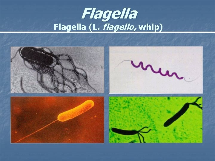 Flagella (L. flagello, whip) 