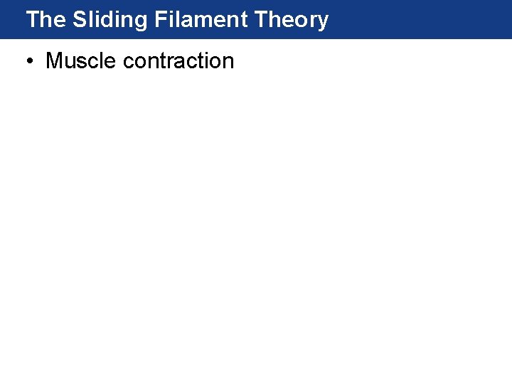 The Sliding Filament Theory • Muscle contraction The Sliding Filament Theory • Muscle contraction