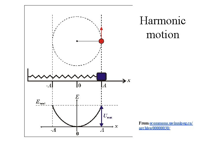 Harmonic motion From ecommons. uwinnipeg. ca/ archive/00000030/ Harmonic motion From ecommons. uwinnipeg. ca/ archive/00000030/