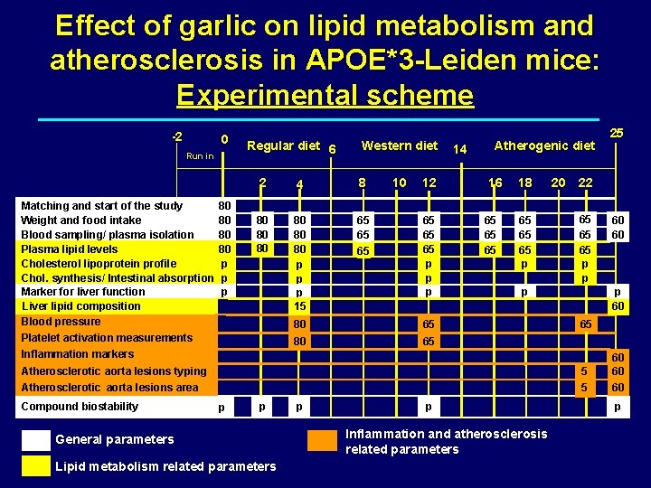 Effect of garlic on lipid metabolism and atherosclerosis in APOE*3 -Leiden mice: Experimental scheme