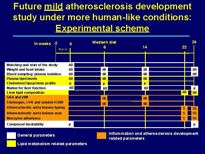 Future mild atherosclerosis development study under more human-like conditions: Experimental scheme In weeks -2