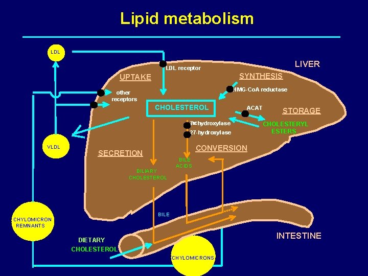 Lipid metabolism LDL LIVER LDL receptor SYNTHESIS UPTAKE HMG-Co. A reductase other receptors CHOLESTEROL