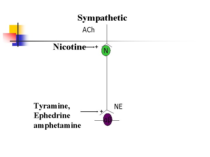 Sympathetic ACh Nicotine Tyramine, Ephedrine amphetamine + N NE + αβ 