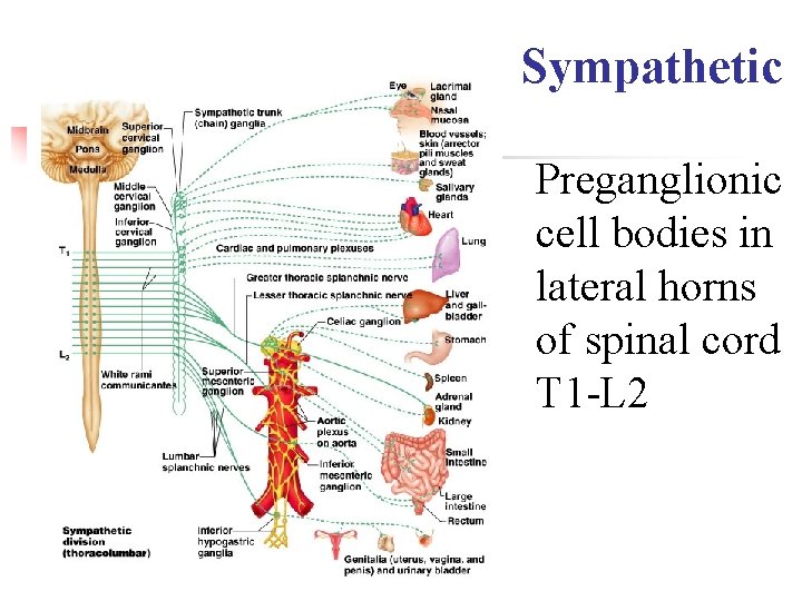 Sympathetic Preganglionic cell bodies in lateral horns of spinal cord T 1 -L 2