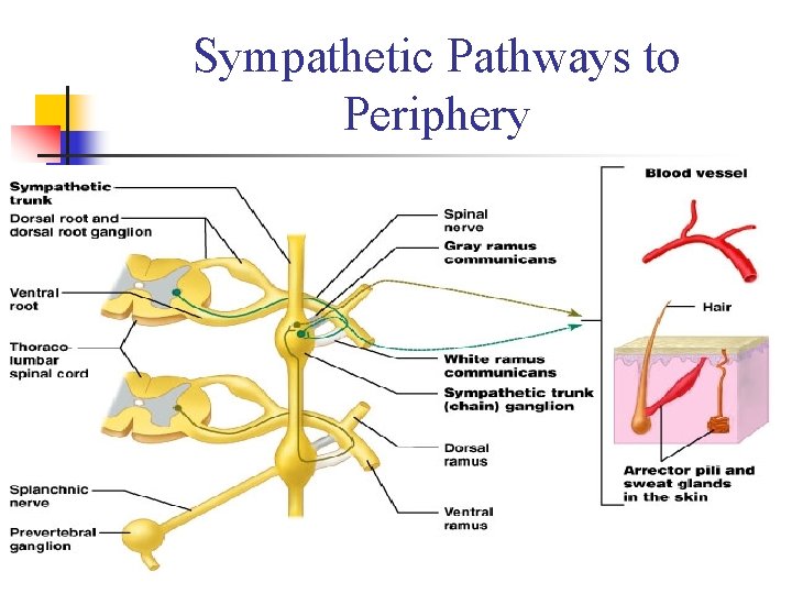 Sympathetic Pathways to Periphery Figure 15. 9 