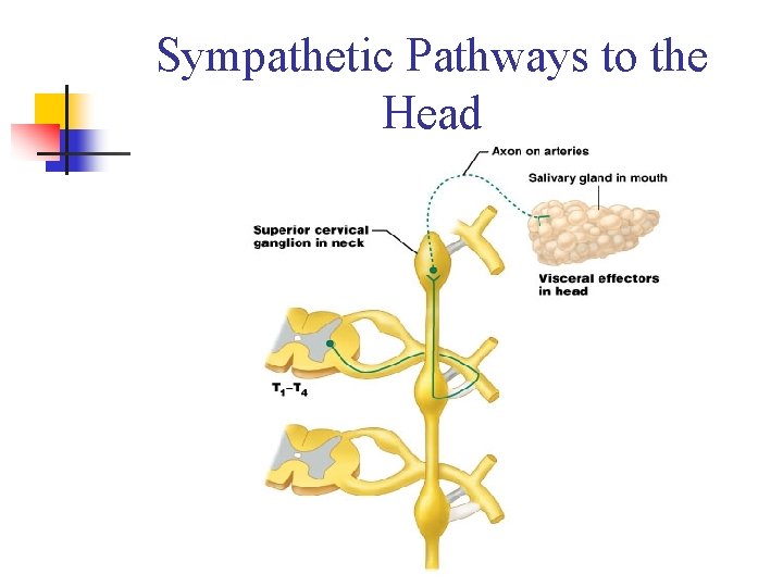 Sympathetic Pathways to the Head Figure 15. 10 