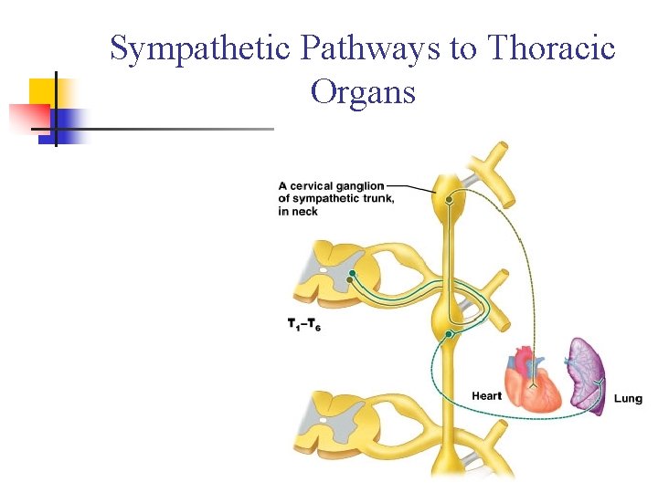 Sympathetic Pathways to Thoracic Organs Figure 15. 11 